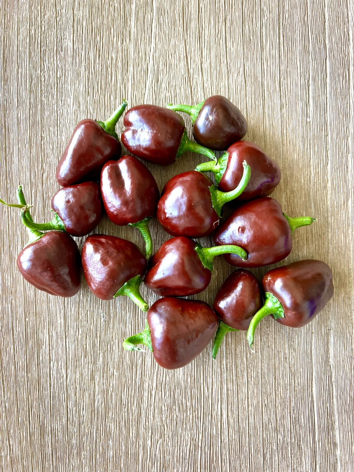 Mini Chocolate Bell Pepper Seeds, Organic Non-GMO Heirloom peppers