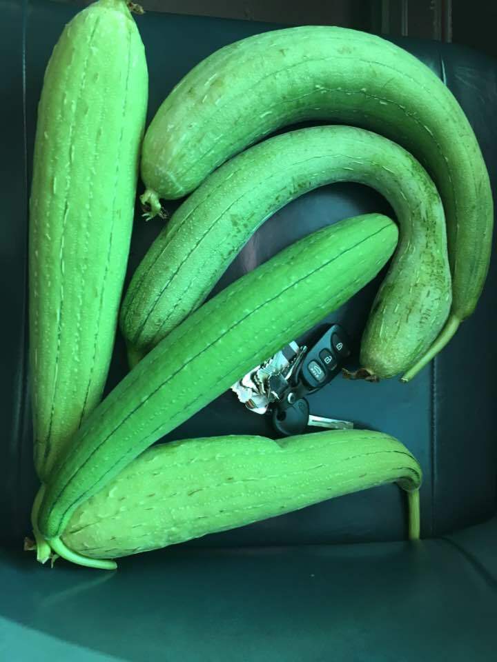 20+ edible short Smooth Luffa Seeds; sponge gourd; 絲瓜 菜瓜; muop huong; non-GMO