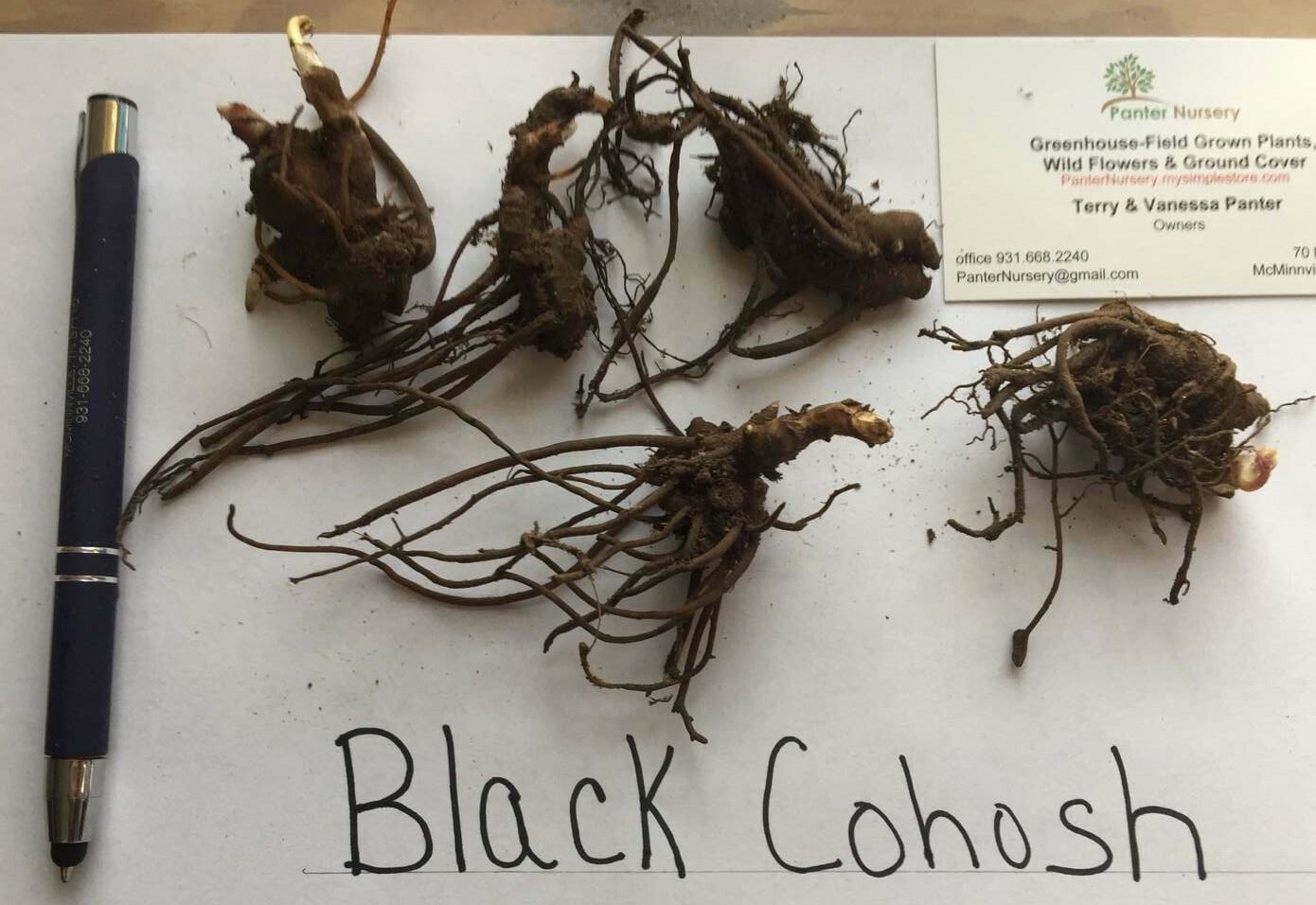 5 Black Cohosh Bulbs/Roots – Black Snakeroot, American Bugbane, Fairy Candles