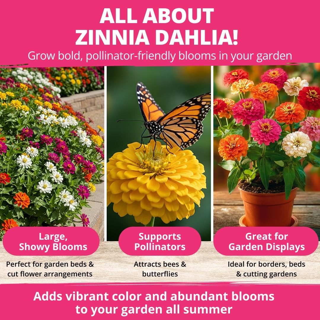 HOME GROWN Zinnia Dahlia Seeds Pack for 2026 Non GMO 524 Flower 1-Pack, Multi
