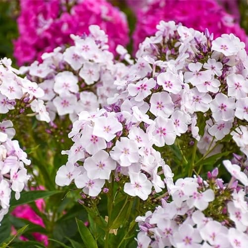 1800+ Mixed Creeping Phlox Seeds for Planting – Annual Phlox Seeds Perennial