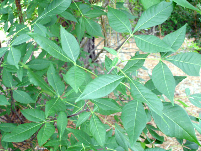 20 COMMON HOP TREE SEEDS – ptelea trifoliata