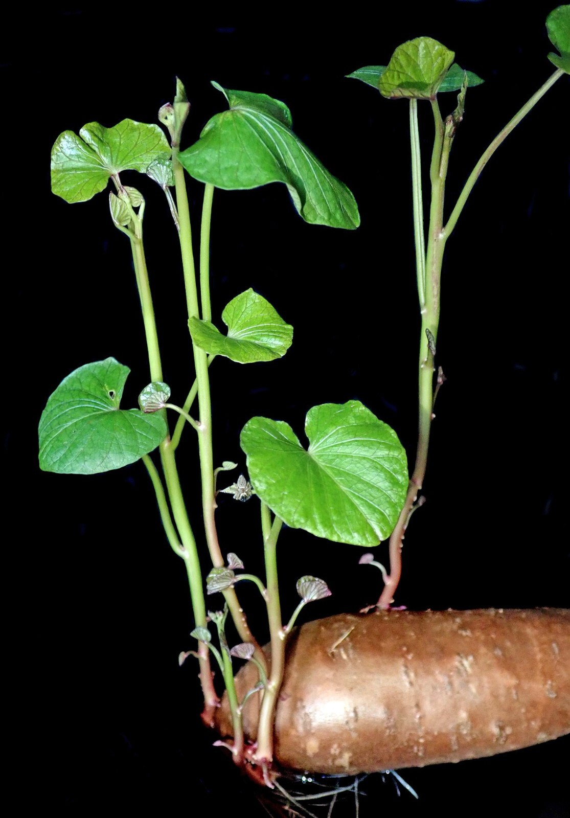 Garnet Sweet Potatoes Tubers Organic For Planting or Cooking Non GMO