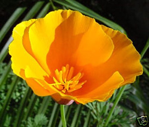 Poppy California Orange Nice Garden Flower By Seed Kingdom 5 Lb Seeds