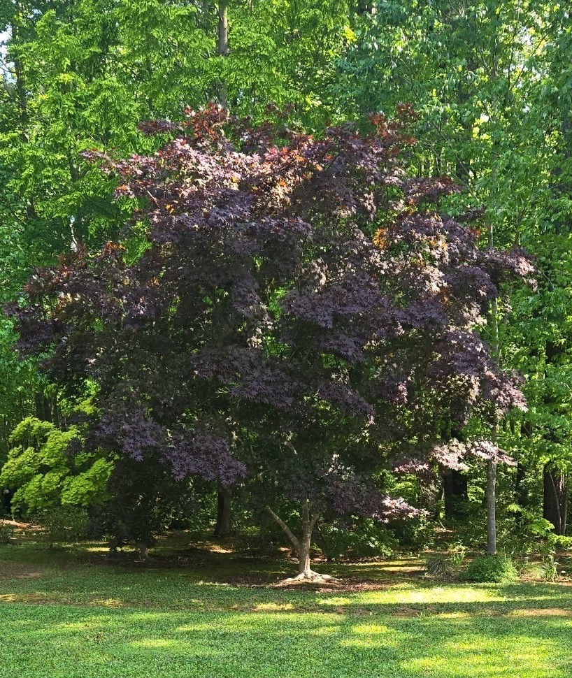 20pcs Red Japanese Maple Seeds, Acer (Palmatum Atropurpureum) Bloodgood