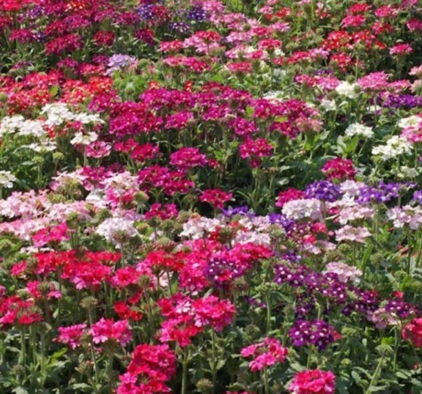 200+ Ideal Florist Verbena Mix Seeds **Fresh Seeds** ~~Free Shipping~~