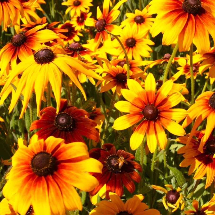 Gloriosa Daisy Seeds | Black Eyed Susan Yellow Perennial Wildflower Seed 2025