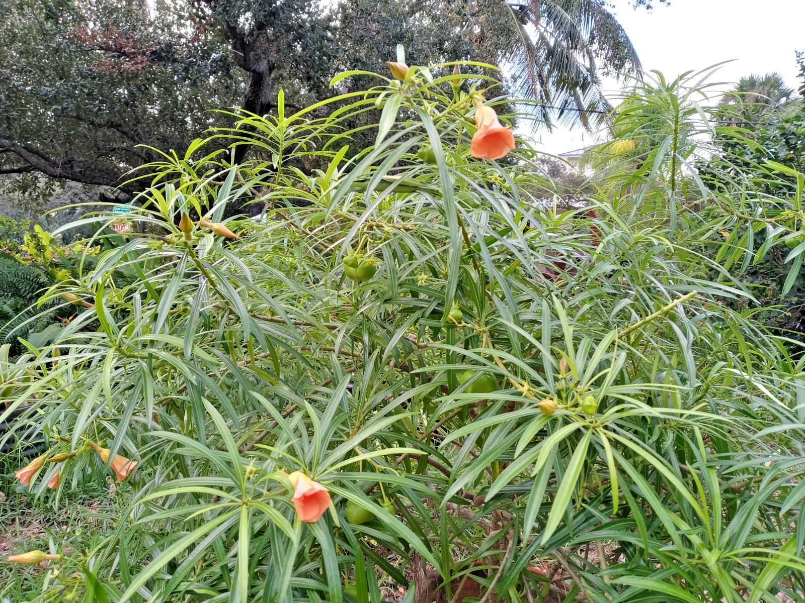 Thevetia nereifolia (Orange Oleander peruviana) 2 started plants (5-7 inch)