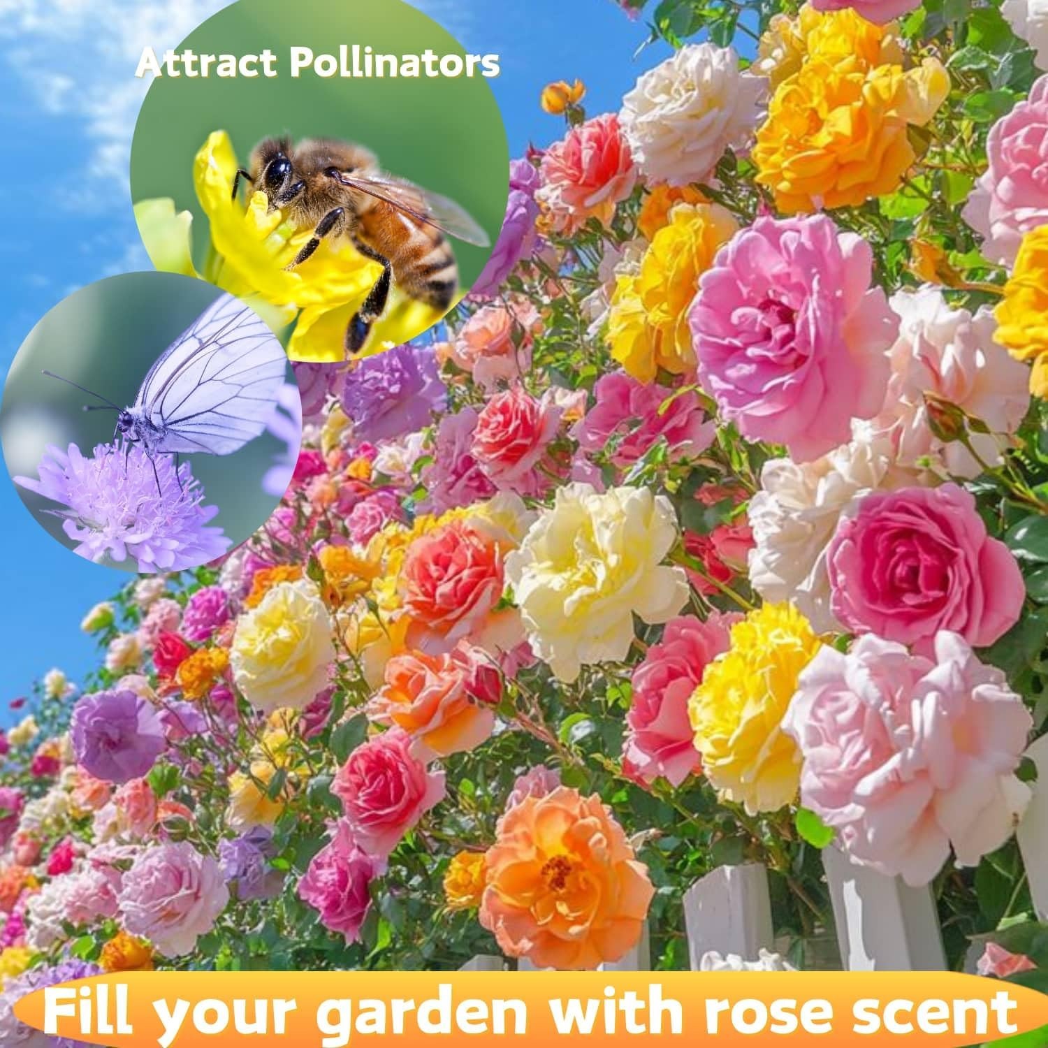 200+ Climbing Rose Seeds Mixed 6 Color – Non-GMO Perennial Vine Flower