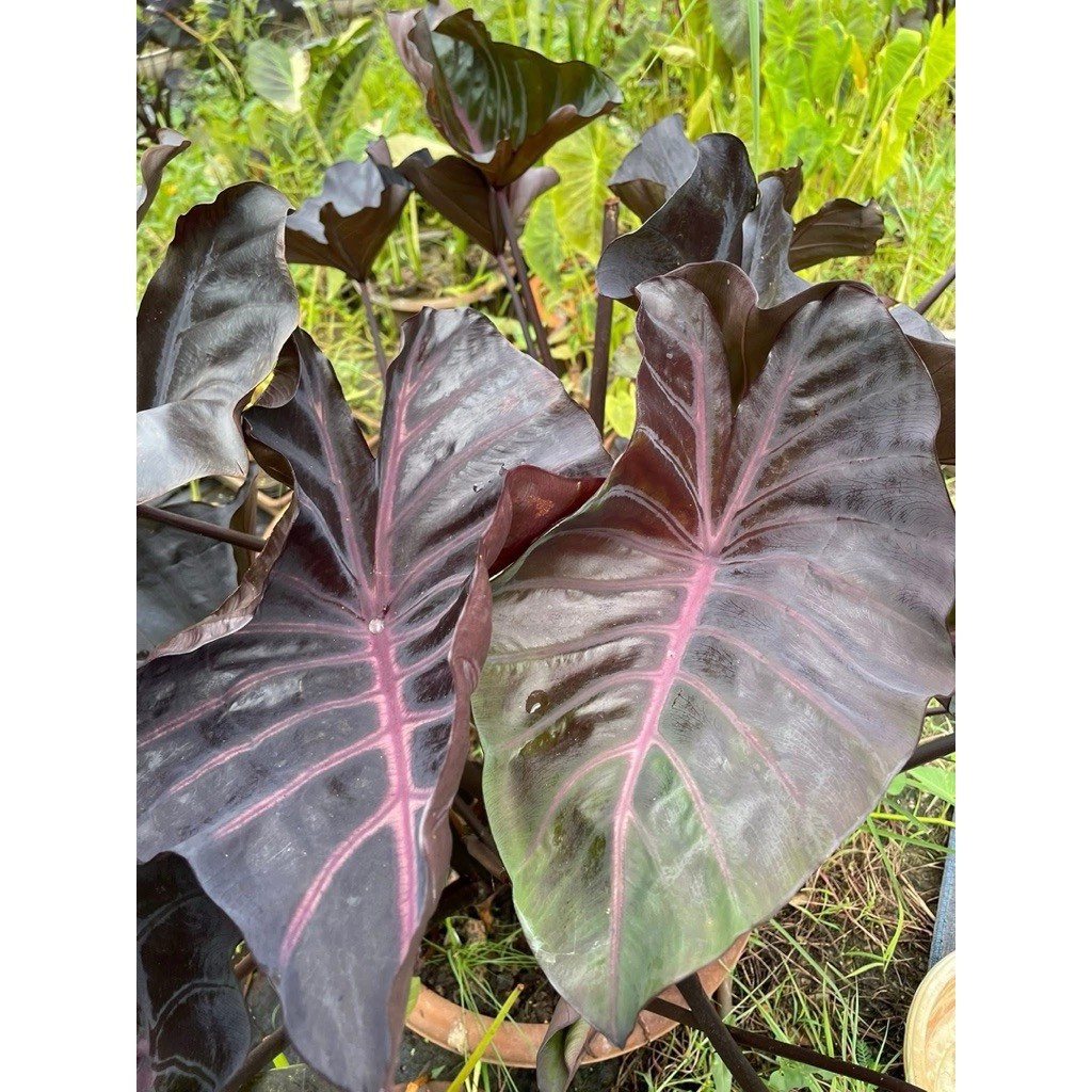 AUTHENTIC Colocasia Grail of Blood 1 bulb