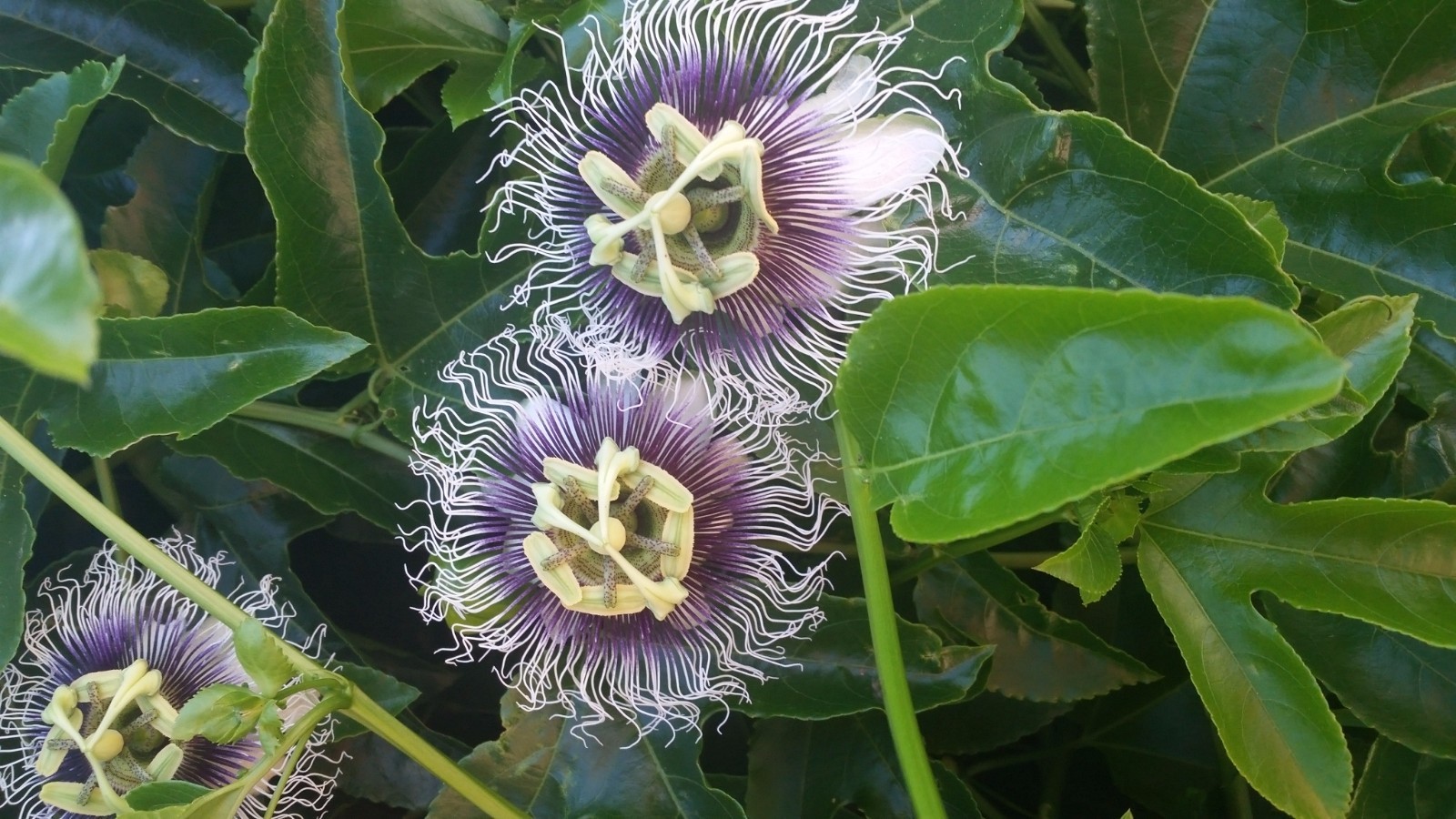 30+ Organic Passion fruit seeds USA California More than 500 sold