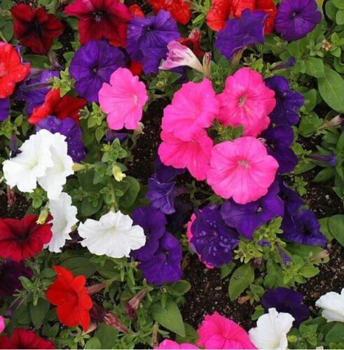 Petunia Flower Seeds Dwarf Mix, Nana Compacta, FREE SHIPPING