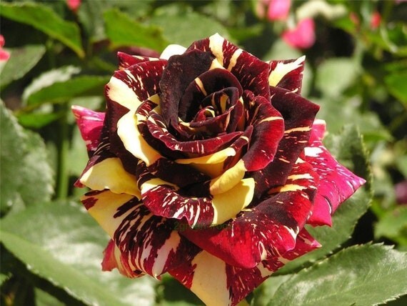 30+ Seeds| Meteor Shower Perennial Flower Rose Seeds #1074