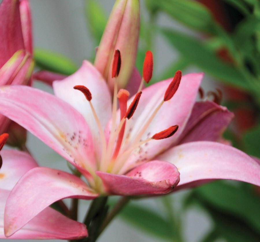 1 ROSELLA’S DREAM Asiatic Live Flower Bulb * SHOWY PERENNIAL * Spring Shipping