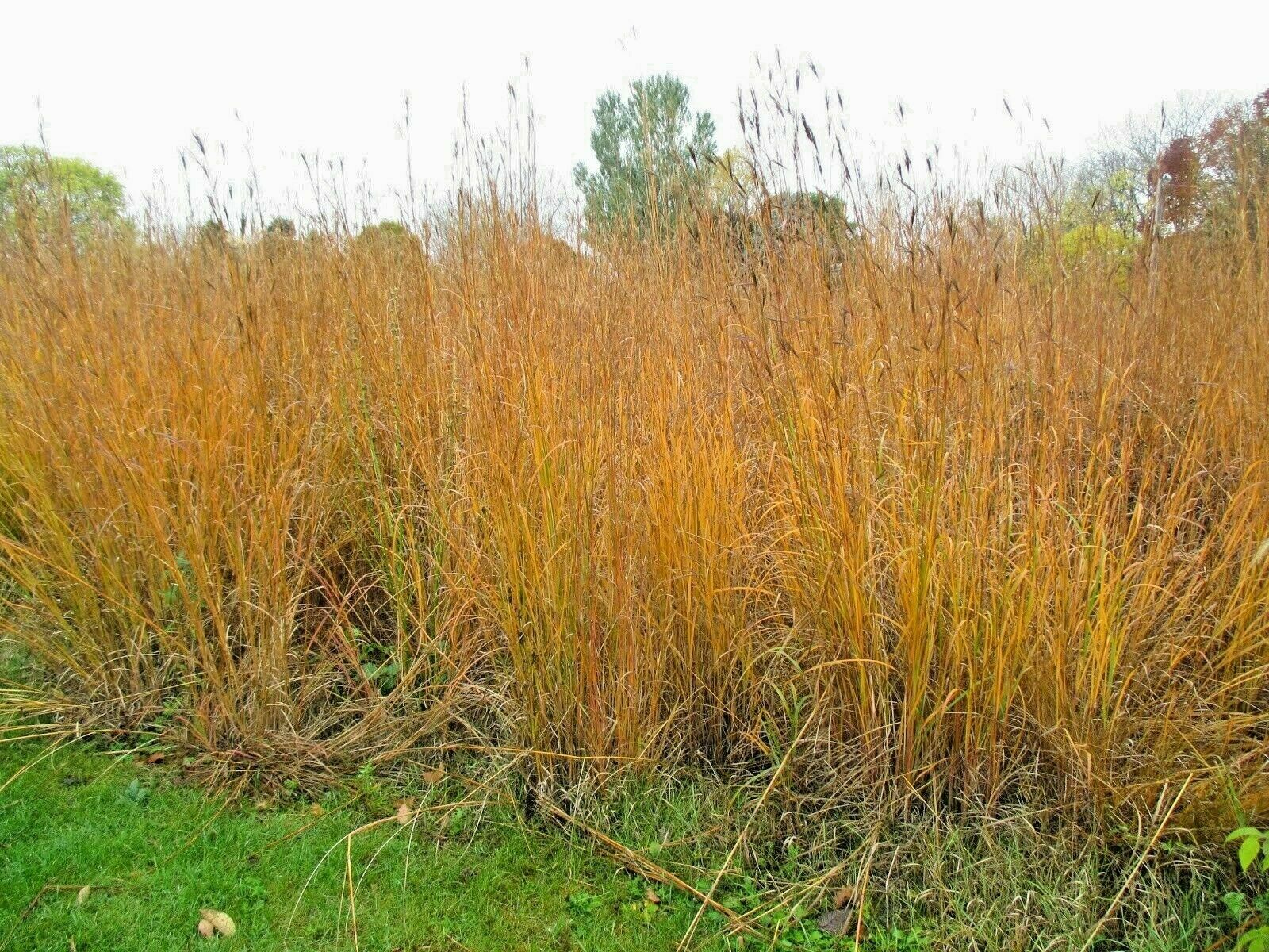 1000 Big Bluestem Seeds American Native Prairie Grass Andropogon gerardii