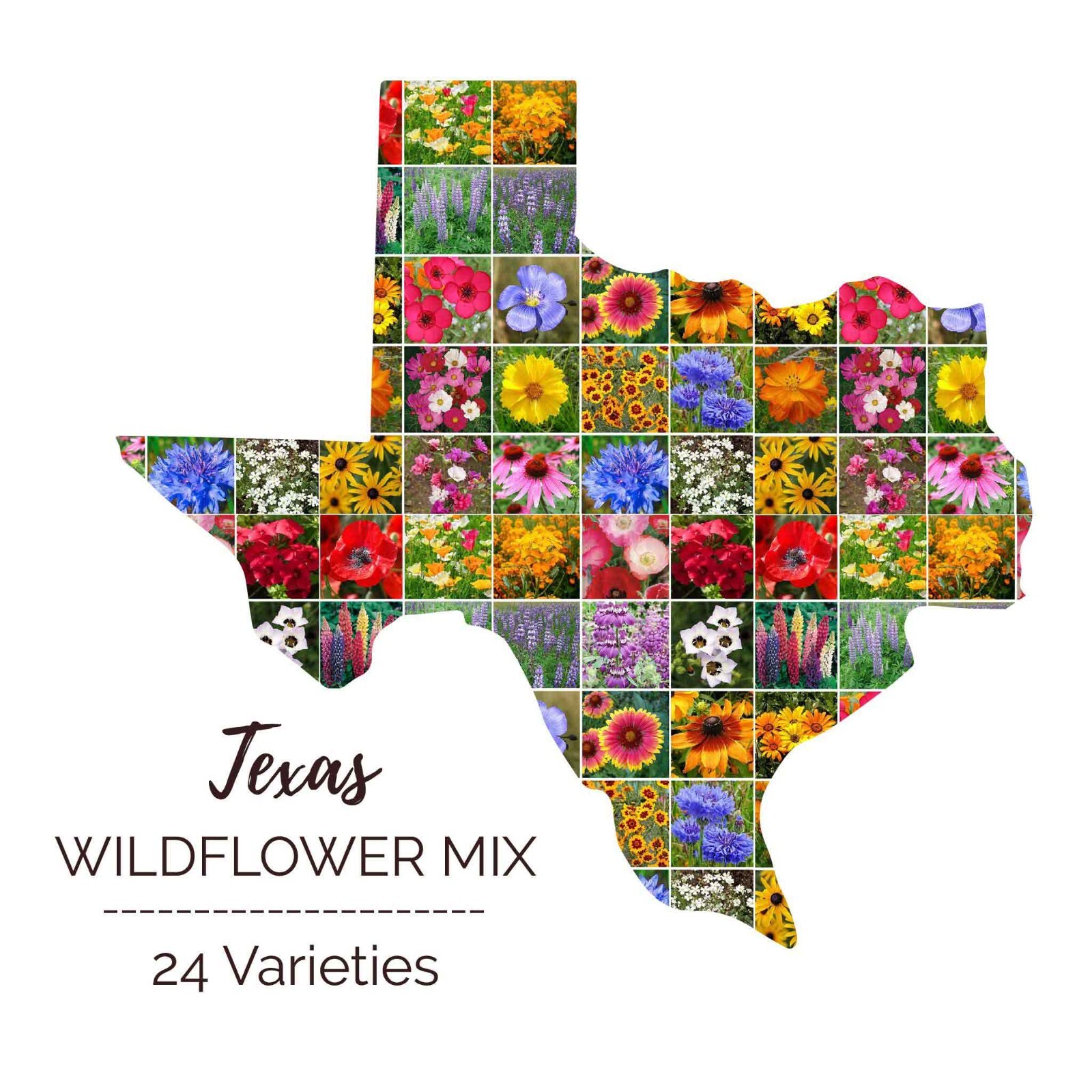 Wildflower TEXAS State Flower Mix Perennials & Annuals USA Non-GMO 1000 Seeds
