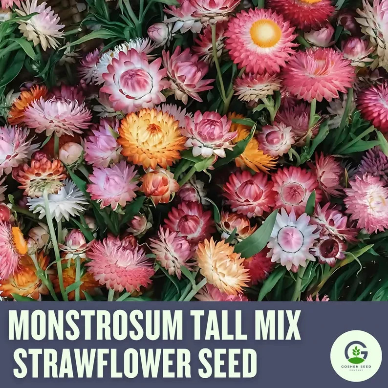 Monster Mix Strawflower Seeds, Tall Double Mix, Xerochrysum bracteatum