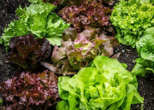 1000+ Lettuce Seeds: Oak Leaf Red, Prizehead, Iceberg, Hanson, Buttercrunch,2024