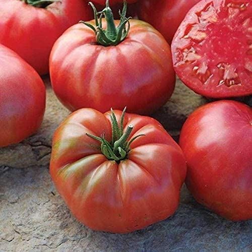 Mrs. Maxwell’s Big Italian Tomato Seeds – Produces Dark Pink Beefsteak Fruits !!