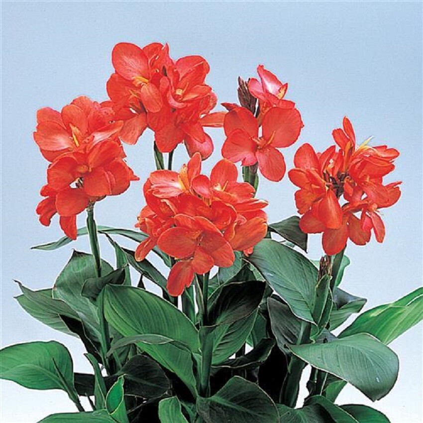 25 Canna Seeds Canna Tropical Salmon Tropical Plant Seeds
