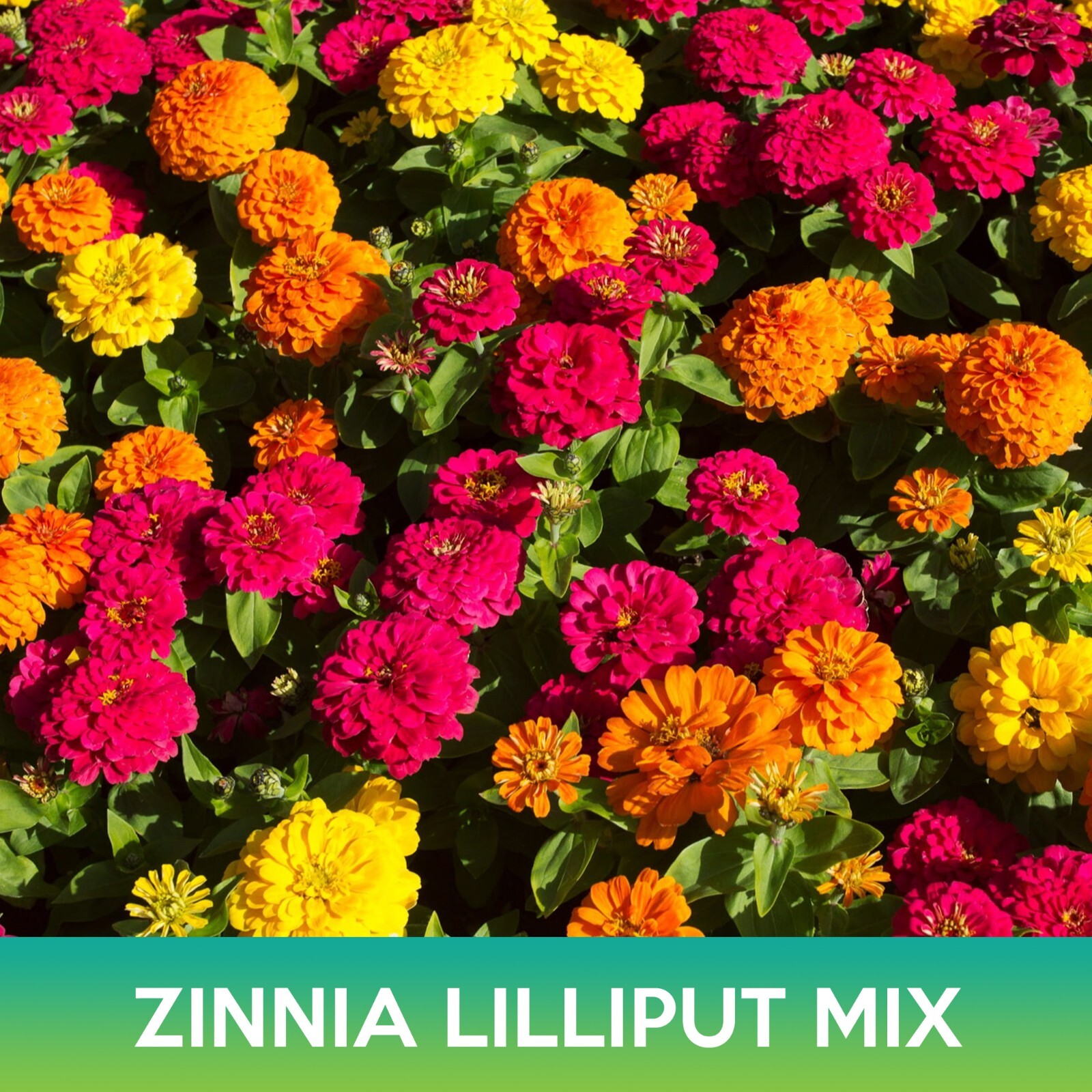 Zinnia Lilliput Mix Seeds