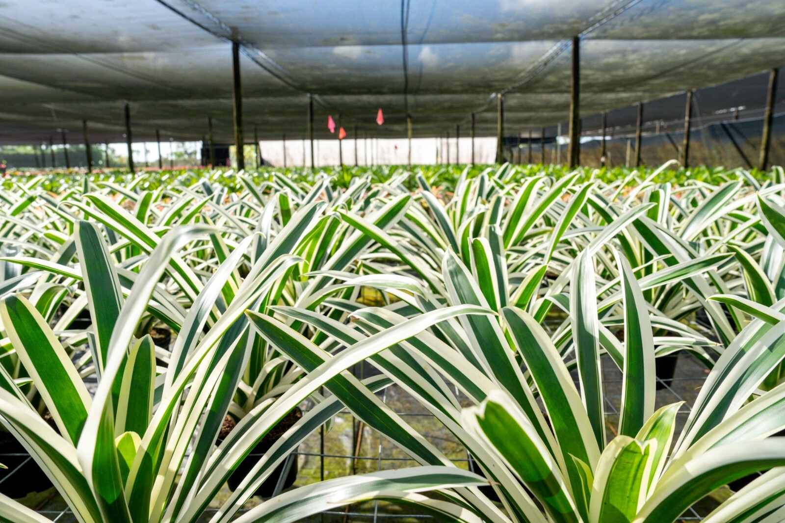 Bromelia – Guzmania Denise 6″ pot – Live plant
