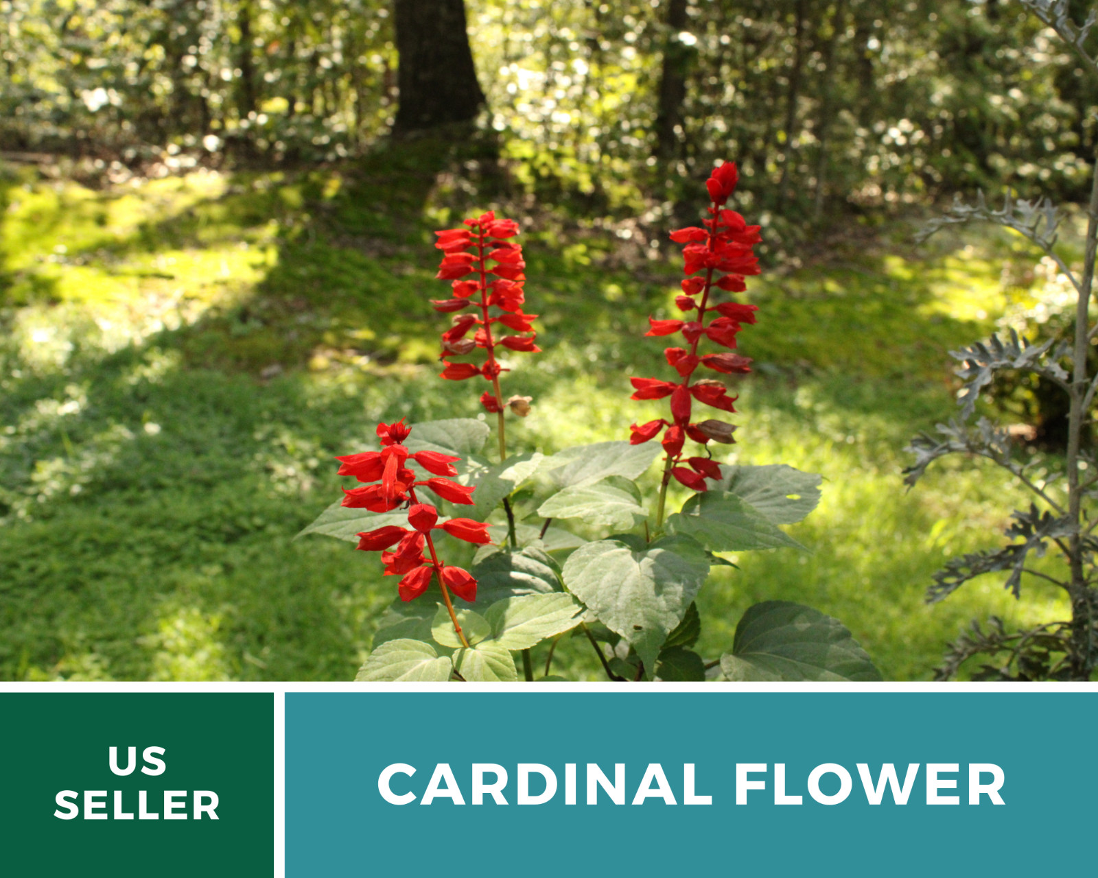 Lobelia, Cardinal Flower – 250 Seeds – Hummingbird Friendly (Lobelia cardinalis)