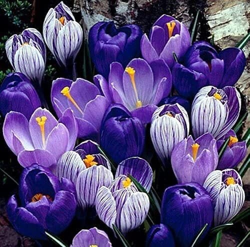 Blue Moon Crocus Mix Vibrant Purple and Blue Blooms 5 Large Bulbs to Grow