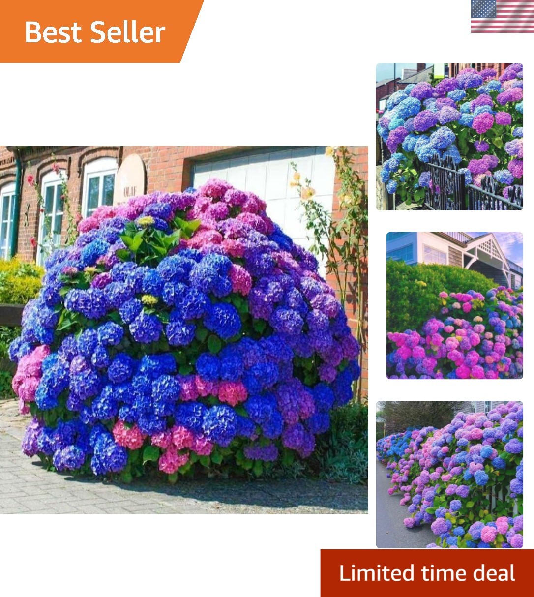 Diversity in Bloom: 35 Hydrangea Seeds for a Colorful Pollinator-Friendly Garden