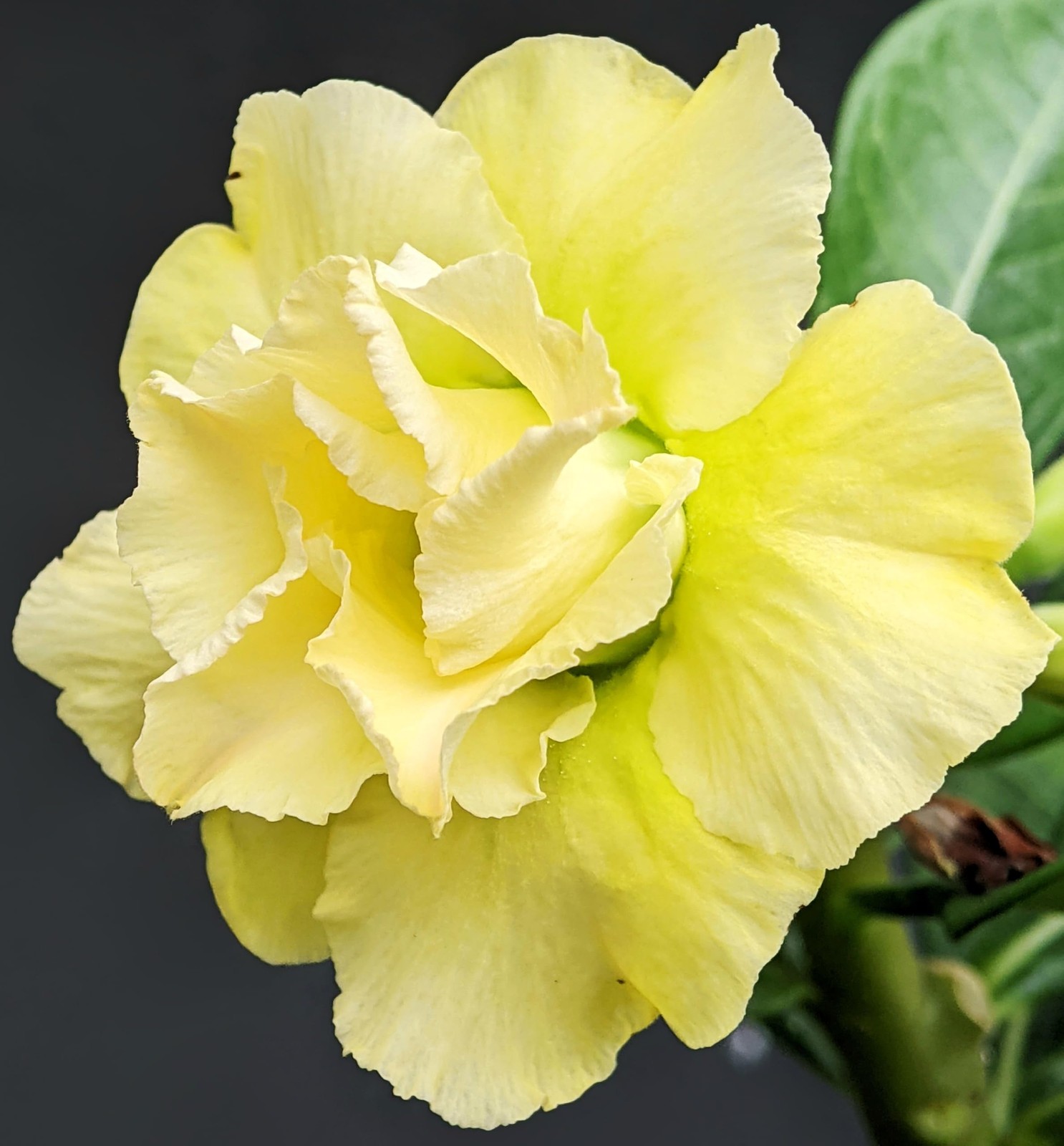 “20 Mixed Color Desert Rose Seeds Adenium Obesum Succulent for Planting”