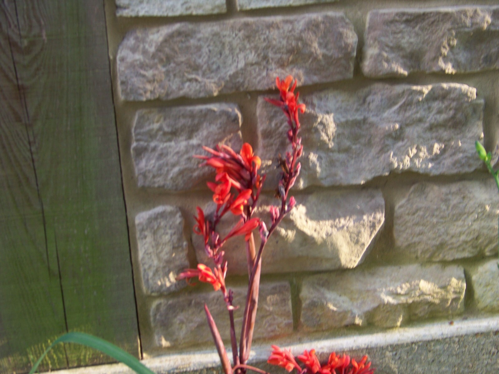 5 Canna Lily Bulbs – Red Blooms – Burgundy / Green Leaves