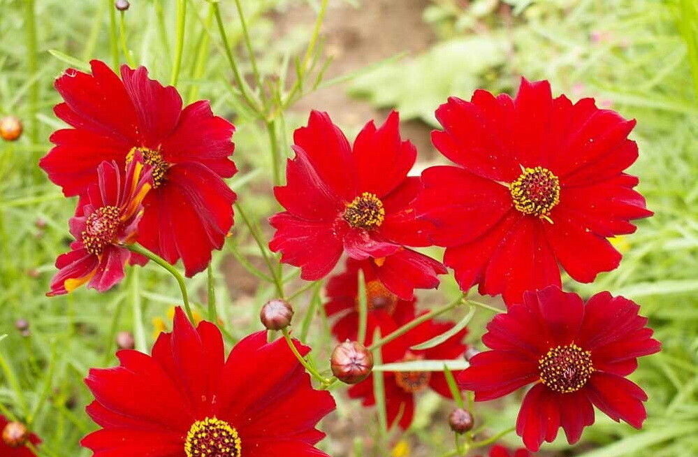 Red Dwarf Plains Coreopsis Flower Seeds Tinctoria Wildflower FREE SHIPPING