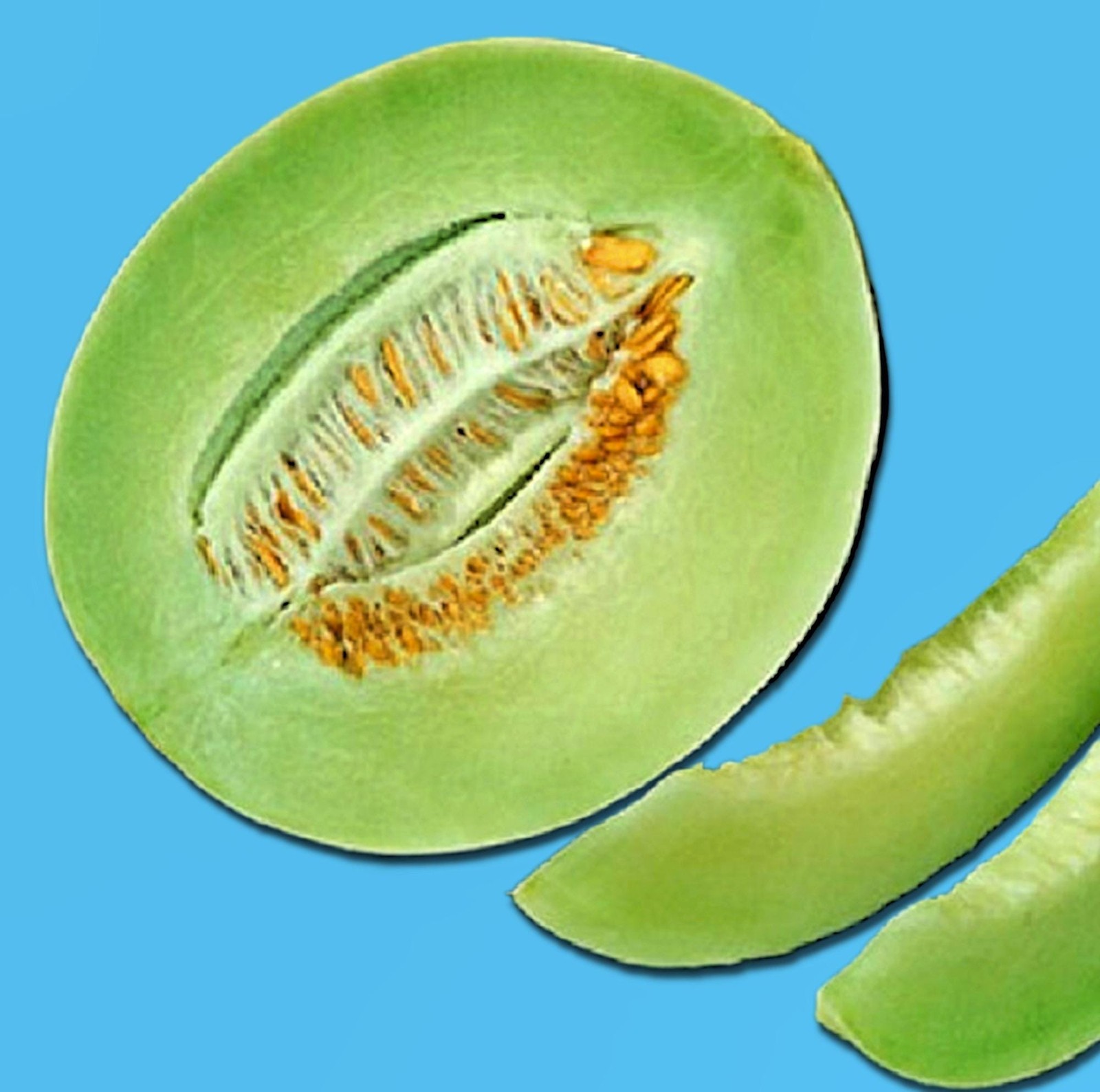 Honeydew Melon Seeds Box Garden Seeds LLC Heirloom Green Flesh GMO Free