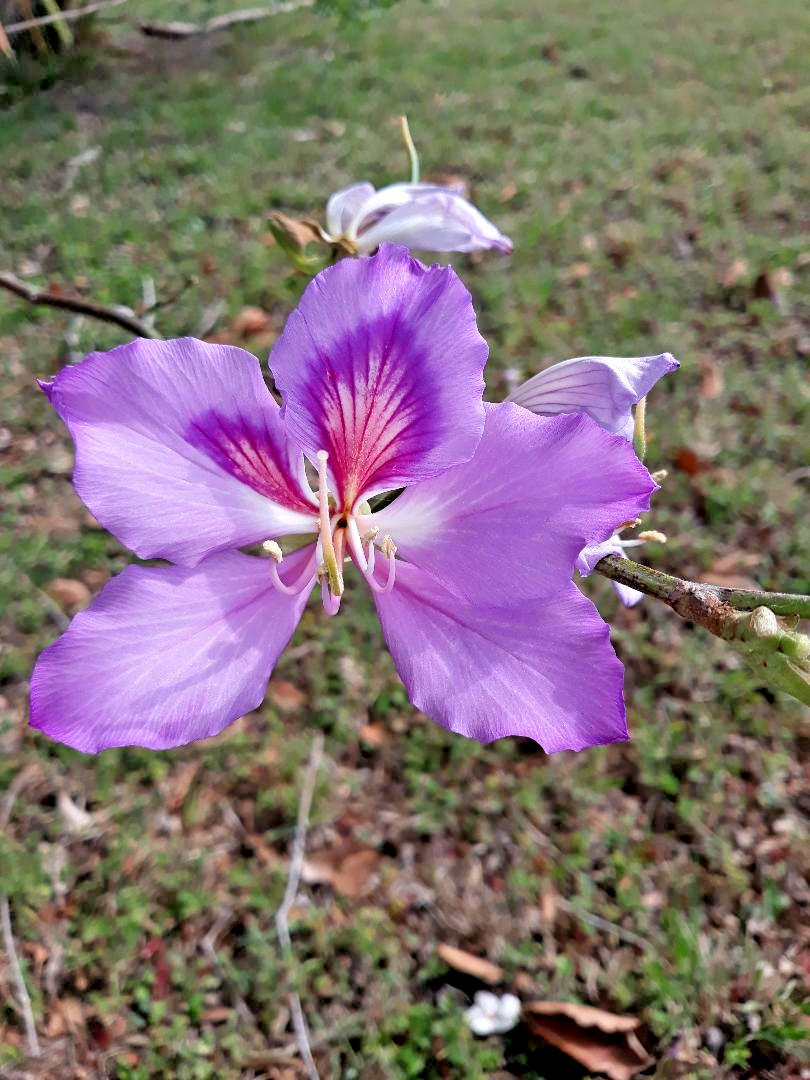 15 SEEDS PATA DE VACA (Cow’s Foot/Orchid Tree) Pezuna De Buey, Medical Herb!