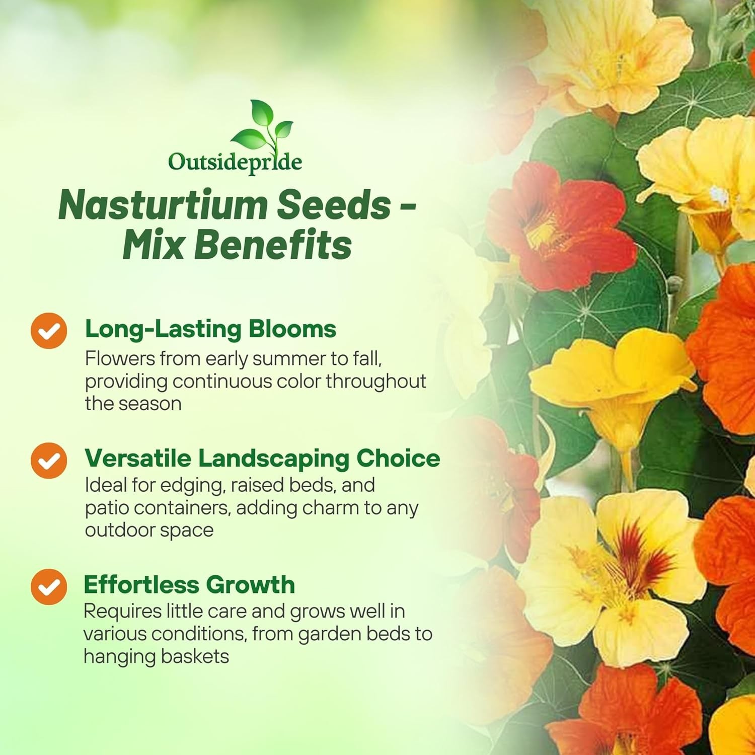 Jewel Mix Nasturtium Seeds – 1 lb. Annual, Easy to Grow & Versatile, Flower Seed