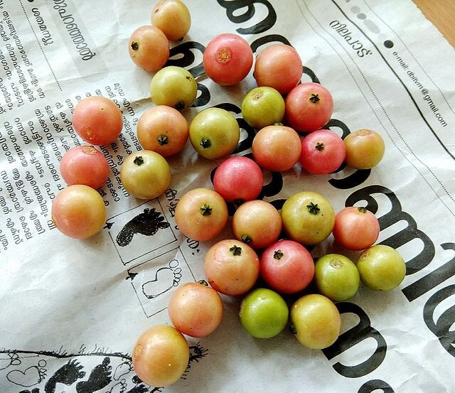 Muntingia calabura | Jamaican Cherry | Panama Berry | 250 Seeds