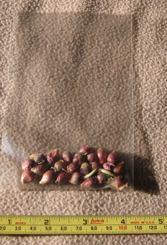 20 Tasty Chesnok Red Hardneck Garlic Bulbils Heirloom Organic Grow Your Own