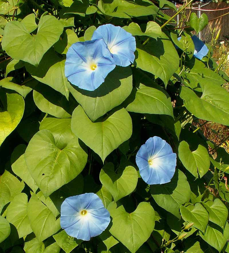 1oz Morning Glory Heavenly Blue Flower Seeds (800+ Seeds)