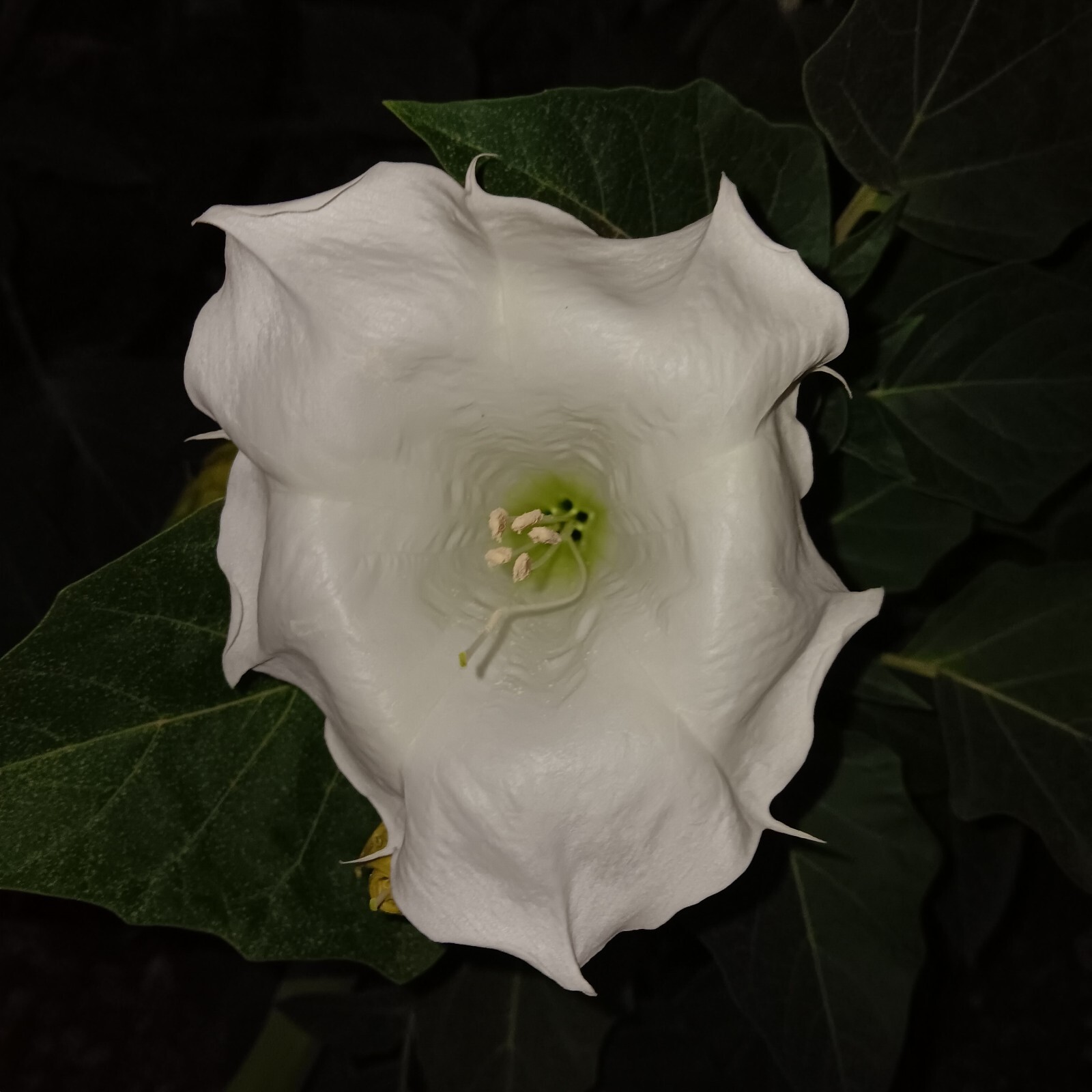 Datura Wrightii Devils trumpet moonflower thornapples night bloomer 50 seeds