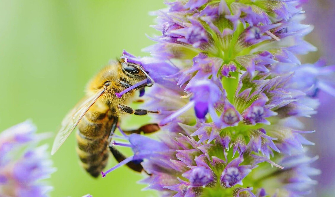 1000 Fresh Allheal Seeds – Prunella vulgaris – Medicinal Herb Seeds – Heal All