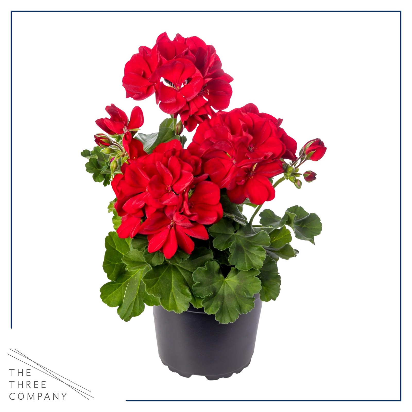 Live Flowering Zonal Geraniums Red 3 Plants Per Pack Beautiful Spring Flowe…