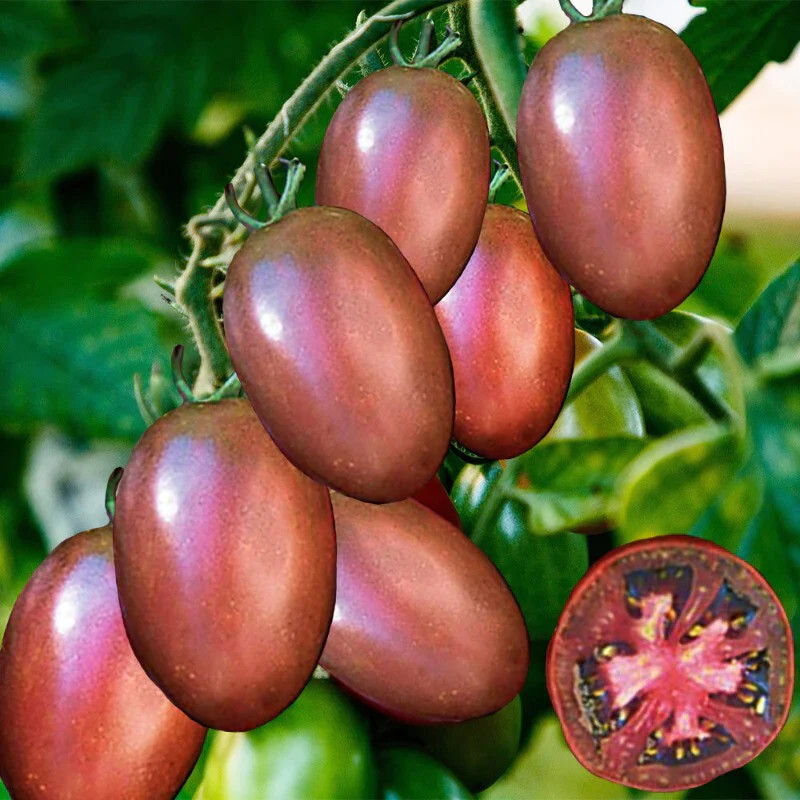Ukrainian Purple Tomato Seeds – 25 Seeds