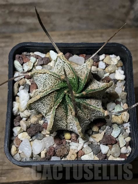 Astrophytum Capricorne Major Seeds 5 Seeds Free Shipping!