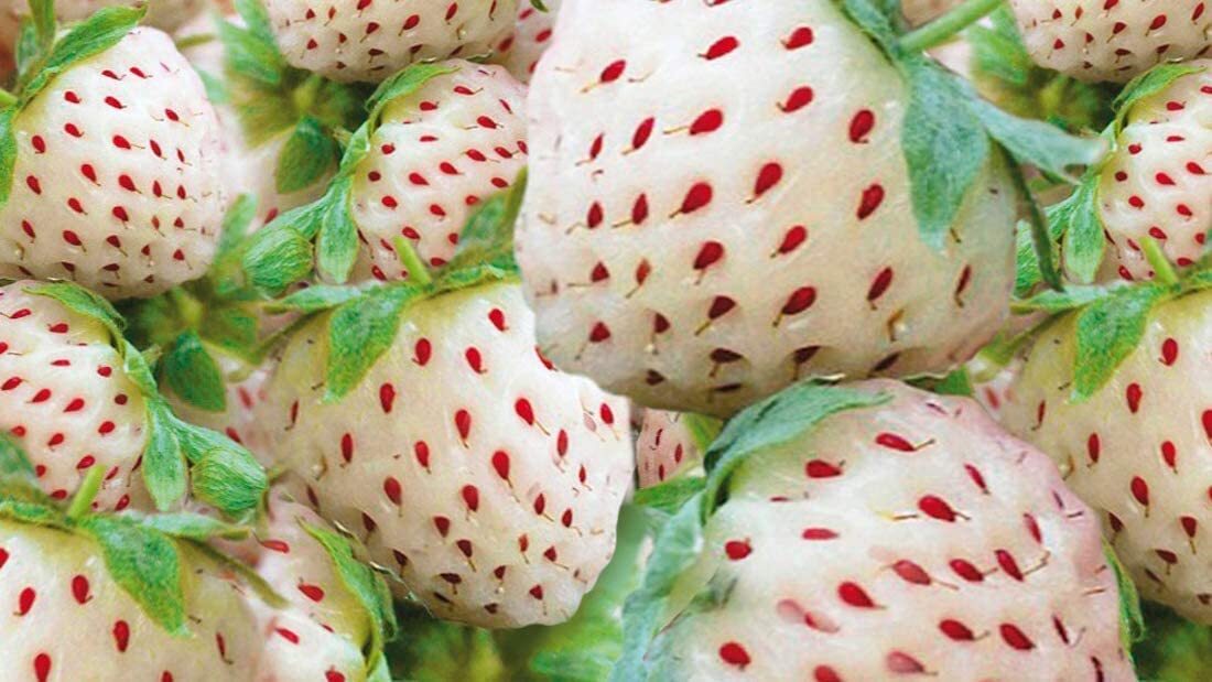 White Strawberry Seeds – 1,000+ Seeds – White Pineberry Seeds – Made in USA, Shi