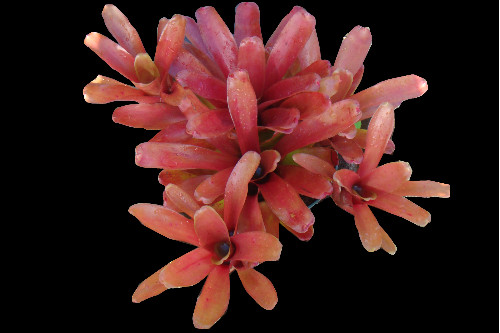 Neoregelia Fireball 6″ pot