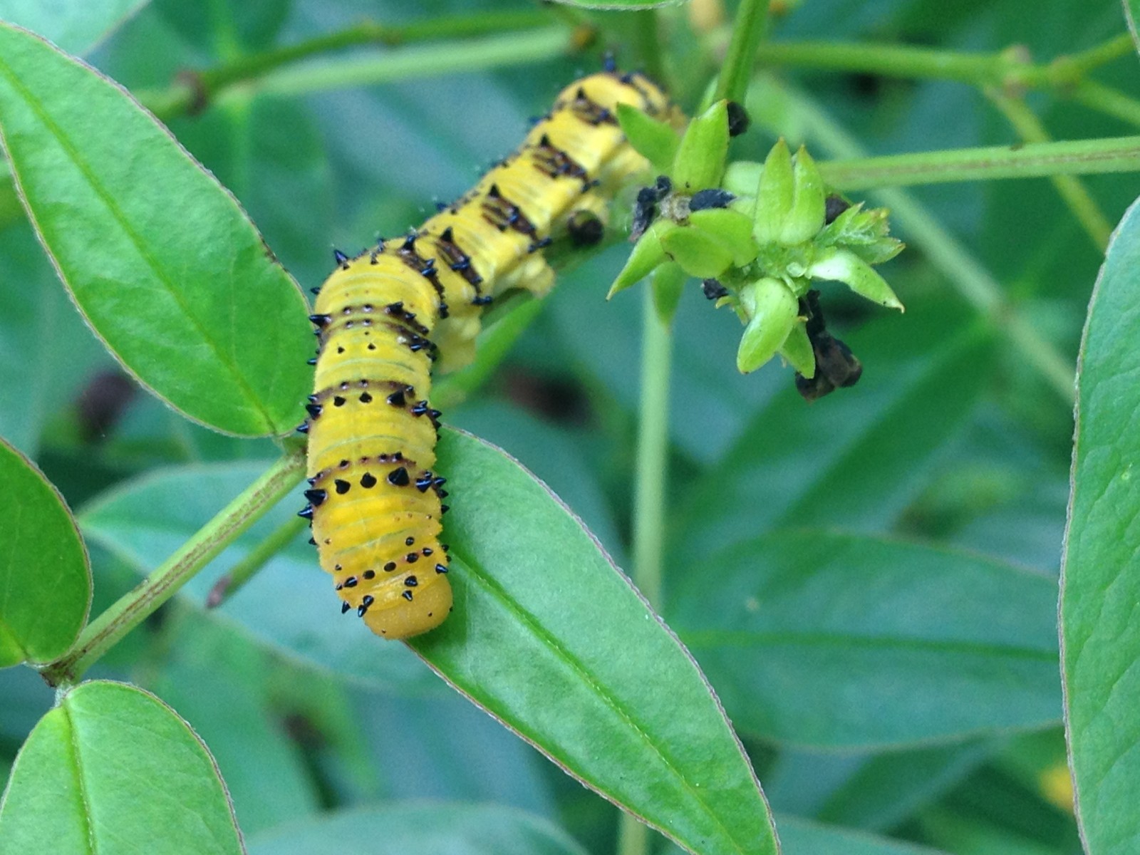 Senna ligustrina- Privet Cassia Central Florida Ecotype 50 Seeds