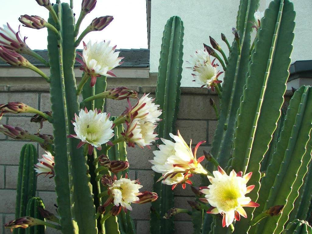 Cereus repandus (Peruvian Apple) Cactus Seeds (100 Seeds)