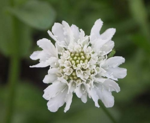 Scabiosa atropurpurea Snowmaiden 10 seeds