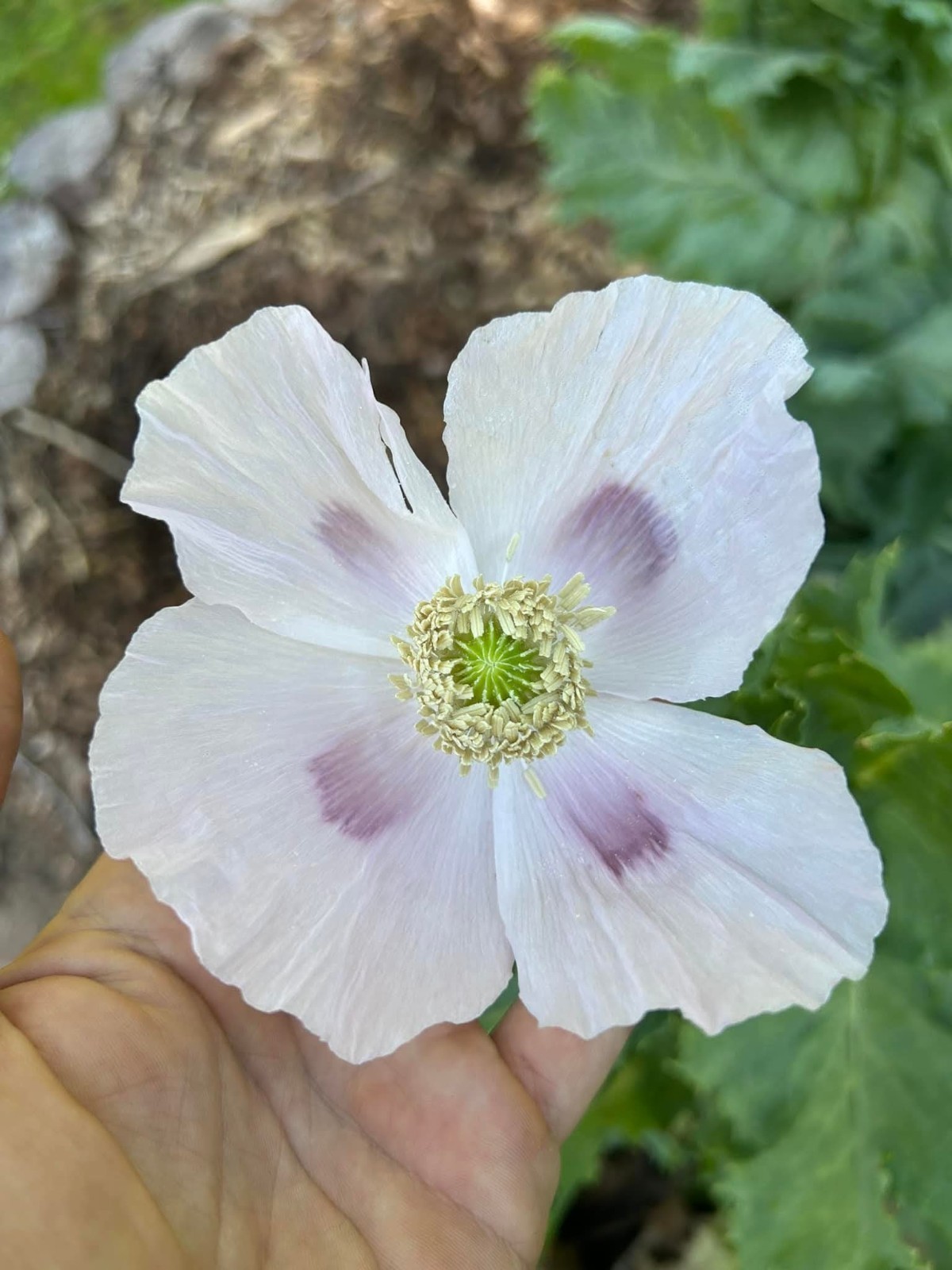 STRATIFIED GIANT somniferum MIX GROWN IN USA Blooms Decorative Pods 10000+ seeds