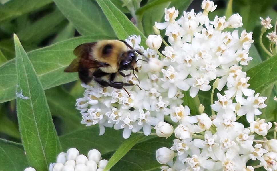 25 Ice Ballet White Swamp Milkweed Seed, Asclepias Incarnat-FOOD FOR MONARCH’S